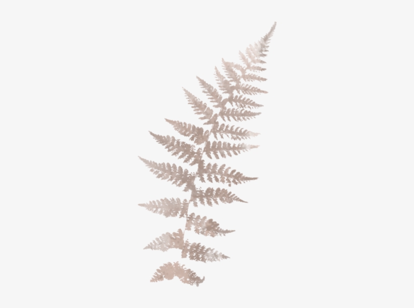 Pink-fern - Ostrich Fern, transparent png #146632