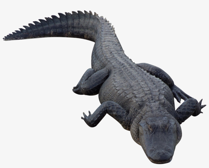 Crocodile Png - Png Alligator, transparent png #146970