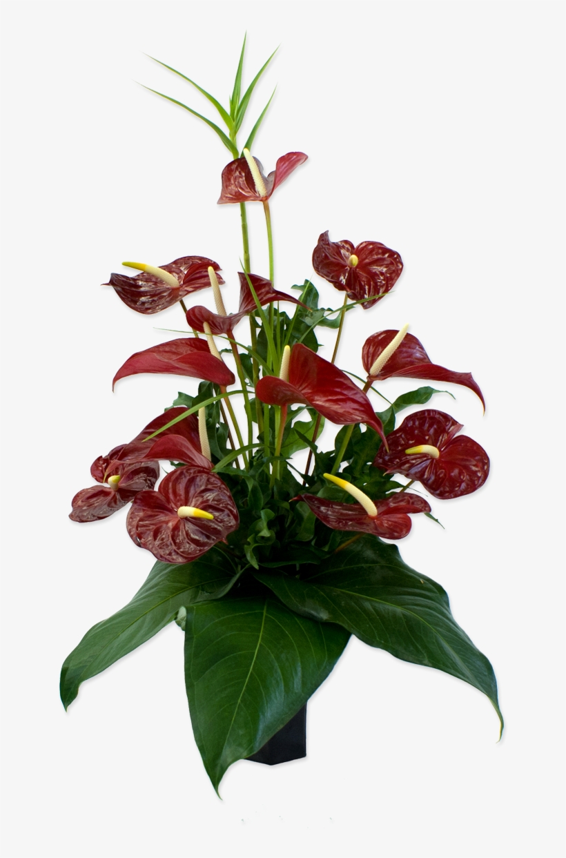 50 Previous Next - Anthurium Andraeanum Png, transparent png #147284