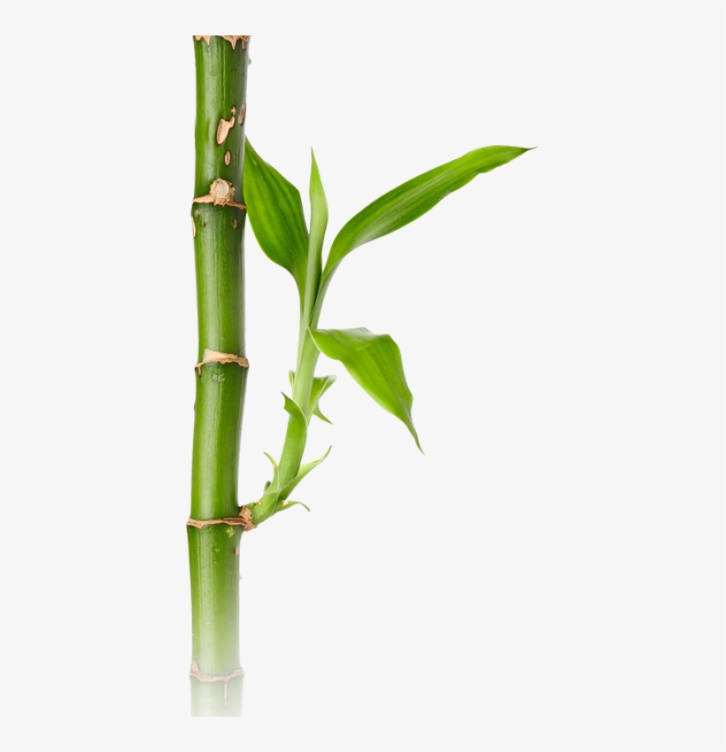 Background Bamboo Transparent - Bamboo, transparent png #147503