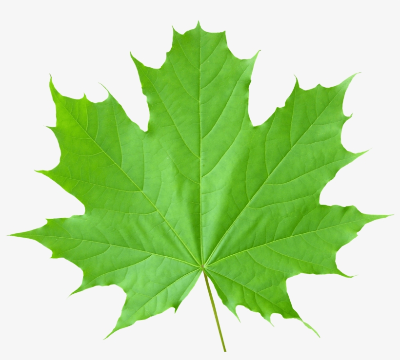 Green Leaves Png File - Leaf Transparent, transparent png #148232
