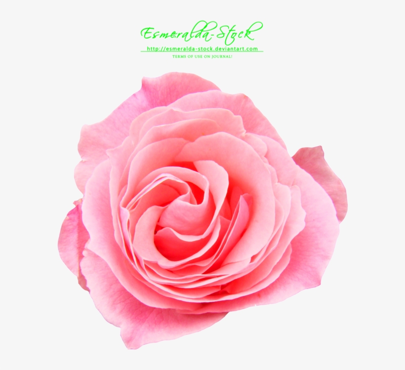 Pink Rose Png Free Download - Pink Rose Free Png, transparent png #148423