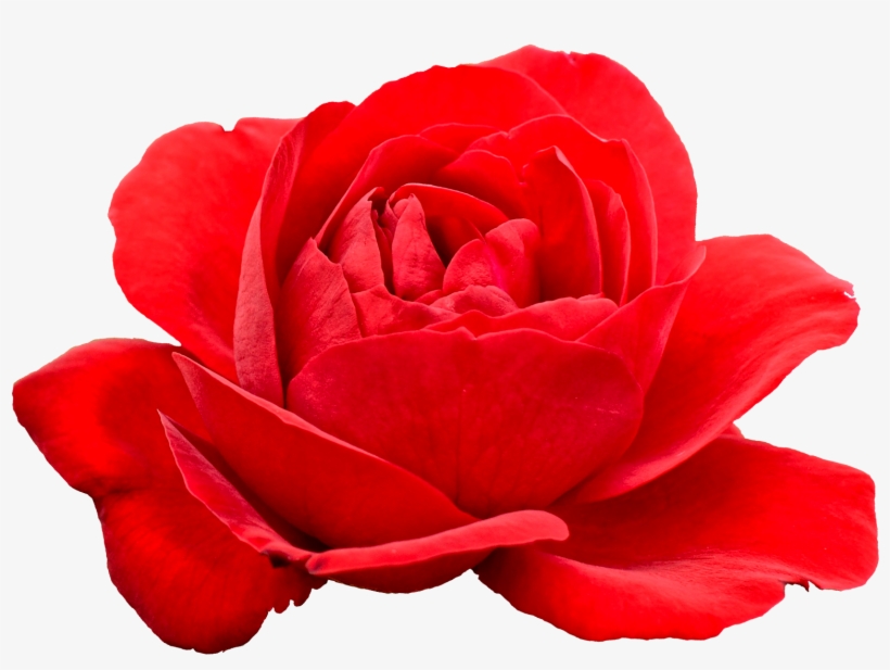 Free Download - Portable Network Graphics, transparent png #148491