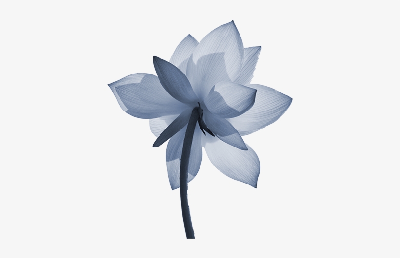 About Our Name - Sacred Lotus, transparent png #148714