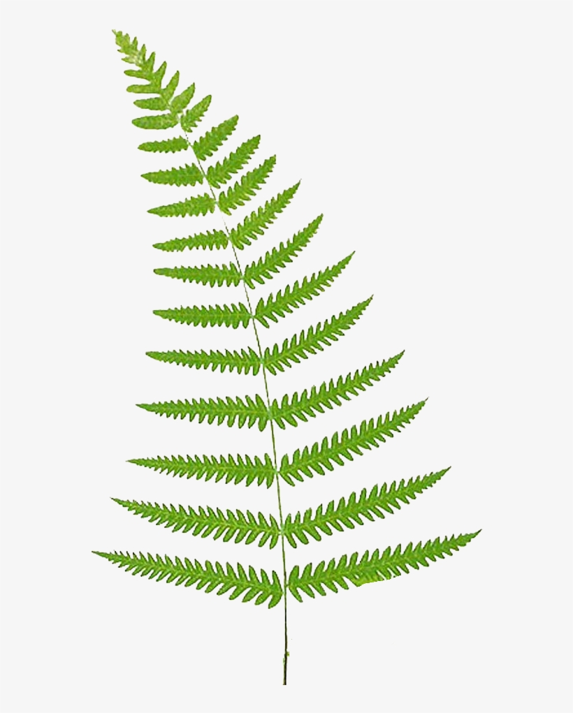 Fern Vector Leaf - Transparent Background Fern Clipart, transparent png #148928