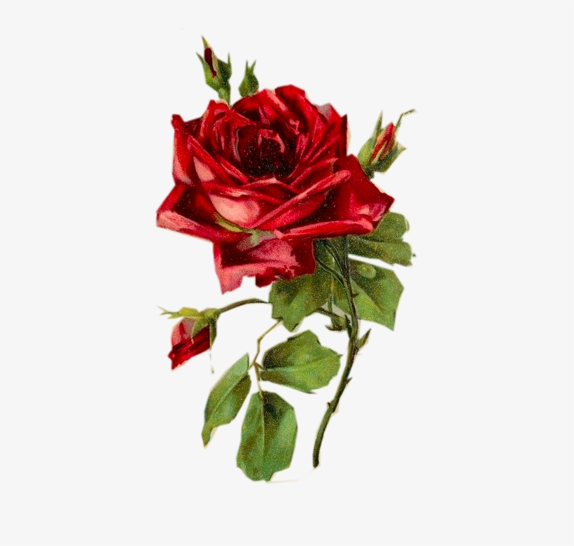 P Clipart Red Rose - Trajes Tipicos De Italia Tarantela, transparent png #149369