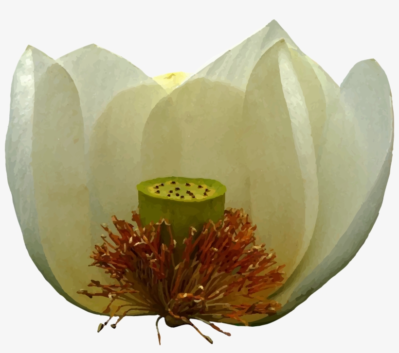 A White Lotus - Sacred Lotus, transparent png #149389