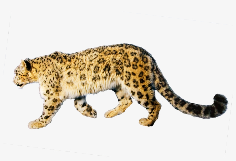 Jaguar Free Download Png - Portable Network Graphics, transparent png #149556