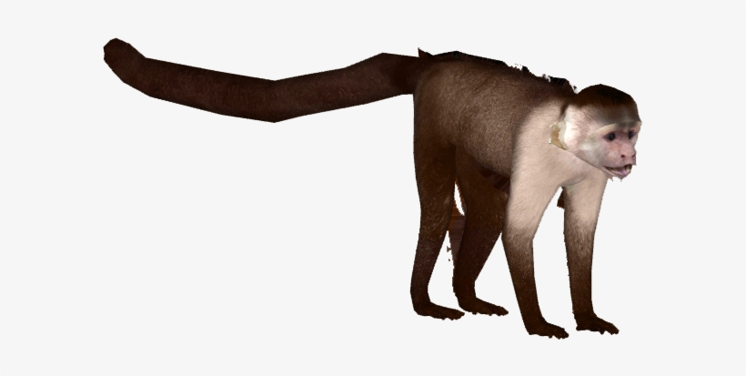 Monkey Clip Library Download - Zoo Tycoon 2 Capuchin, transparent png #149632