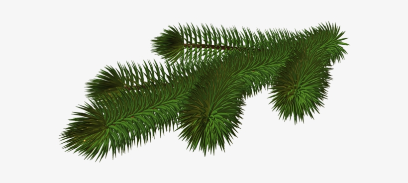 0, - Christmas Tree Branch Png, transparent png #149869