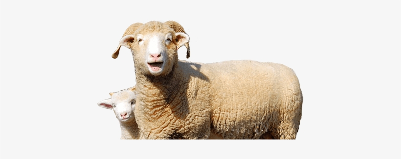 Horned Dorset Sheep - Square Image Ewe And Lamb Note Cards (pk Of 20), transparent png #149963