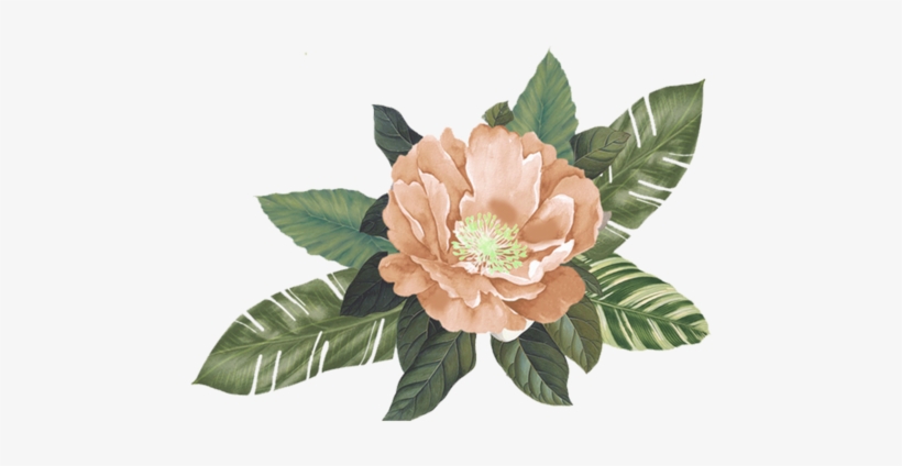 Peach Flower Background, transparent png #1401190