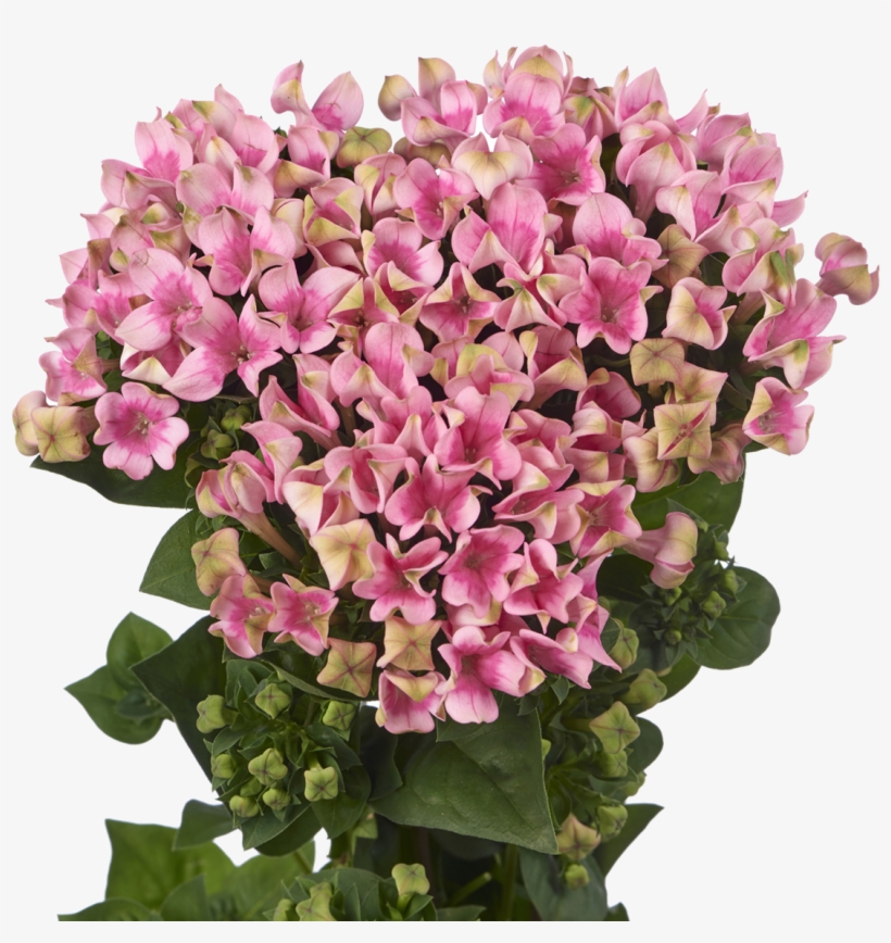 Bouvardia Crazy Pink, transparent png #1401685