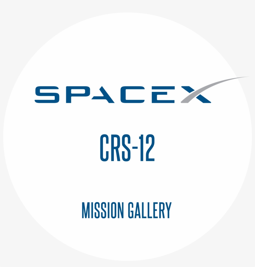 Spacex-logo - Svg - Top Company People Want To Work, transparent png #1407289