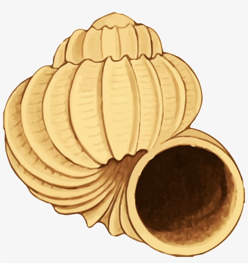 Shell Clipart Yellow Sea - Sea Shell 38, transparent png #1409785