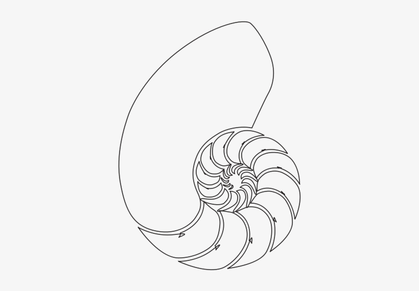 Nautilidae, transparent png #1409828