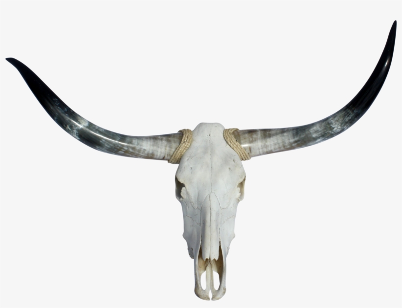 Texas Longhorns & Skull - Texas Longhorns Football, transparent png #1422430