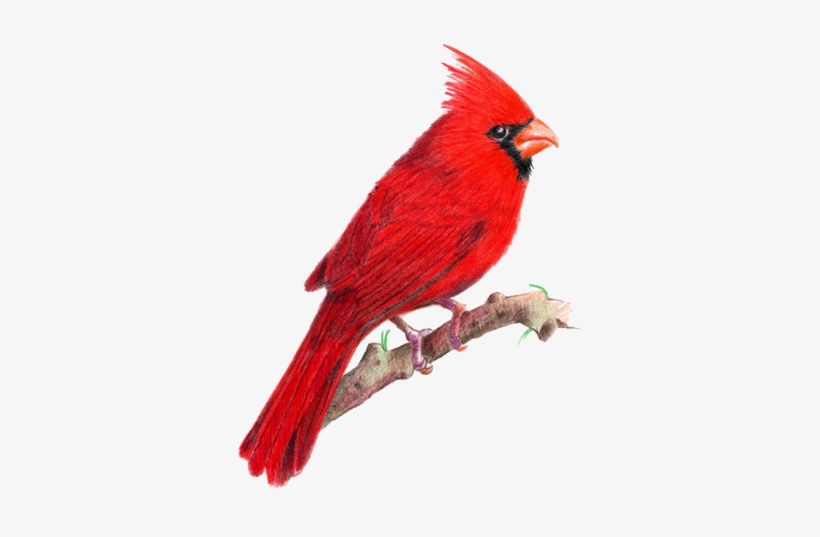 Tattoos Of Cardinal Birds - Red Blue Jay Birds, transparent png #1434447