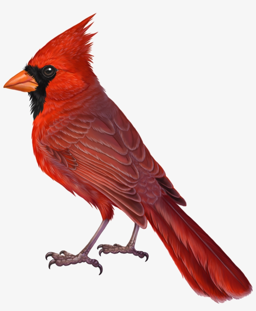 Cardinal Bird Png - Cardinal Drawing, transparent png #1434486