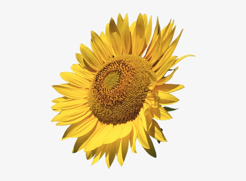 Sunflowers Calendar 2018: 16 Month Calendar, transparent png #1440463