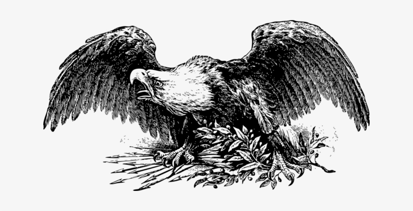 Bald Eagle United States Drawing White-tailed Eagle - Vintage Eagle Illustration, transparent png #1440637