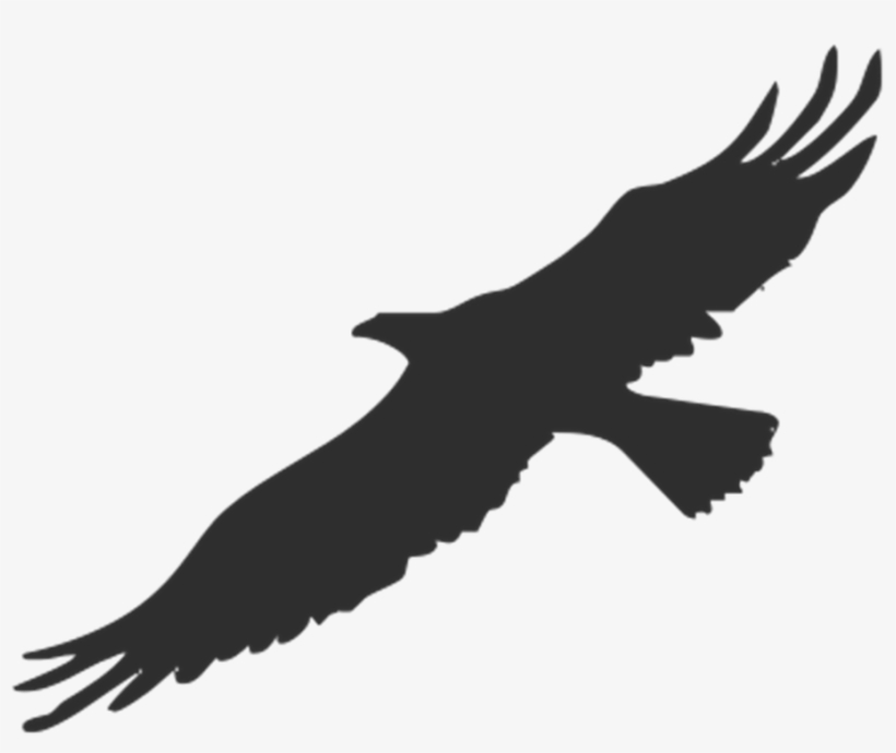 Eagle, Bird, Silhouette - Fågel Siluett, transparent png #1440696