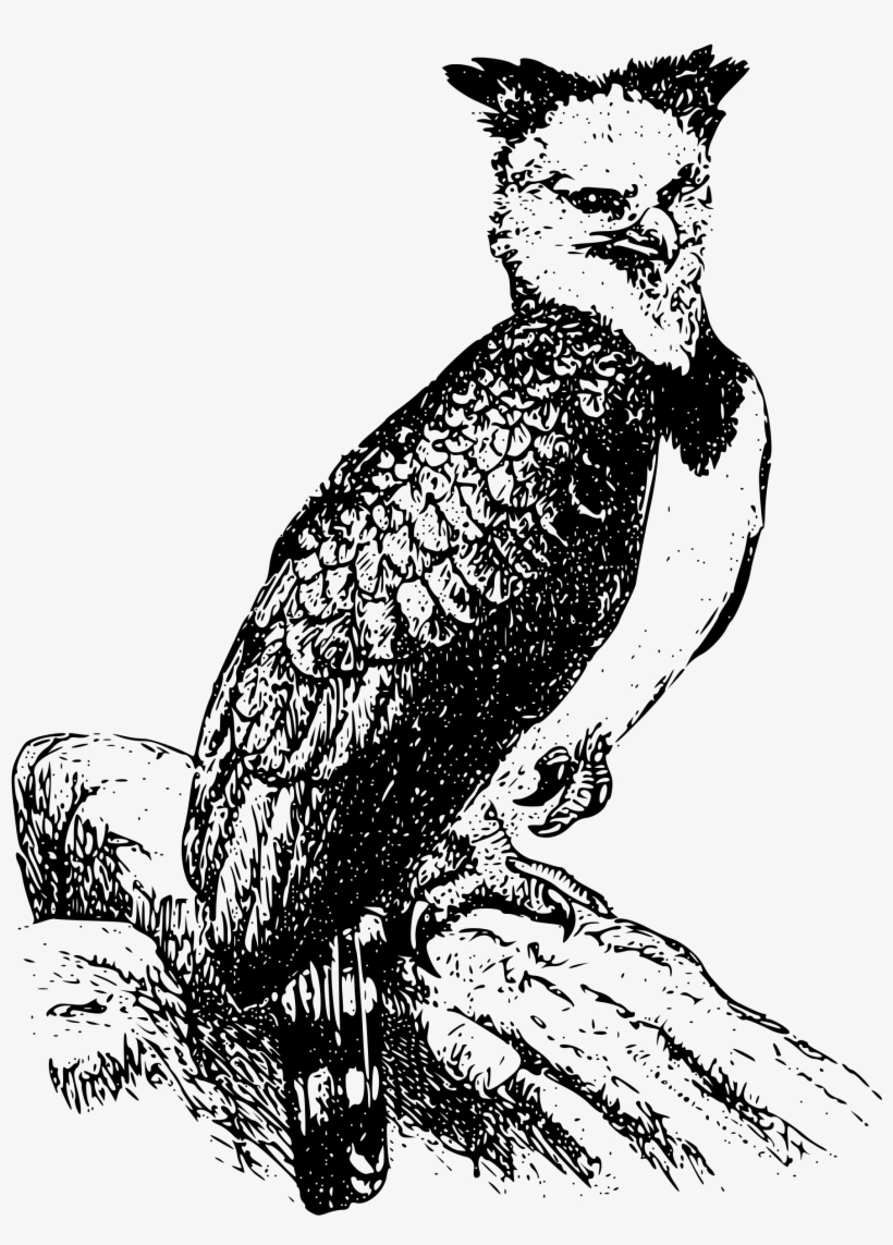 Big Image - Aguila Arpia En Dibujo, transparent png #1440729