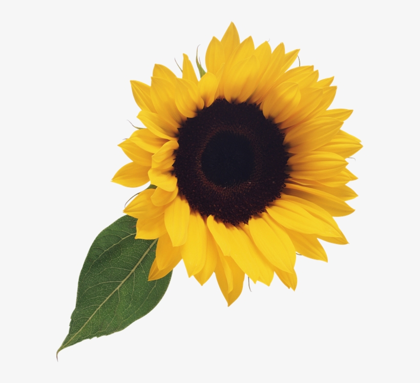 Free Free 139 Cute Sunflower Clipart Png SVG PNG EPS DXF File