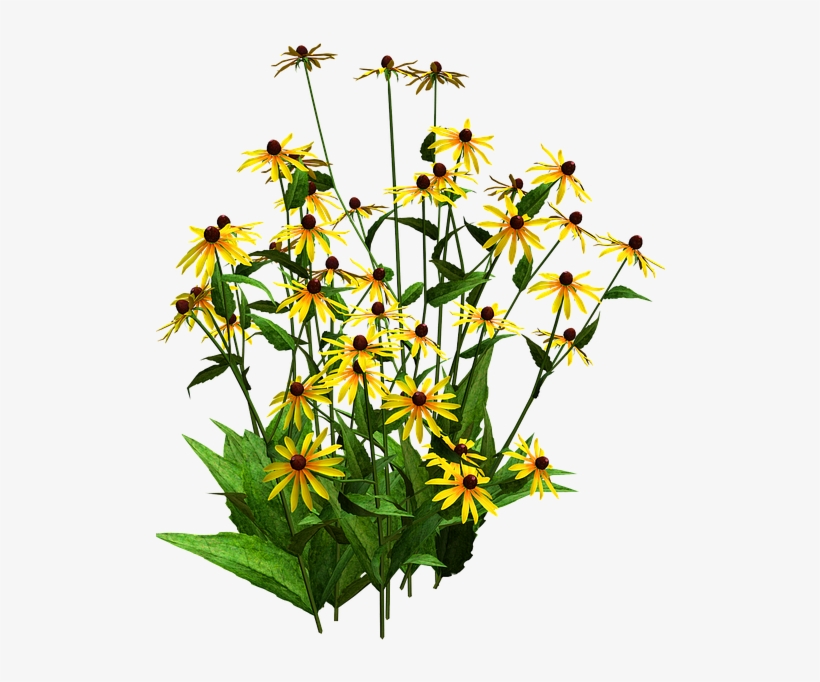 Sunflower Clipart Shrub - Black Eyed Susan Png, transparent png #1441297