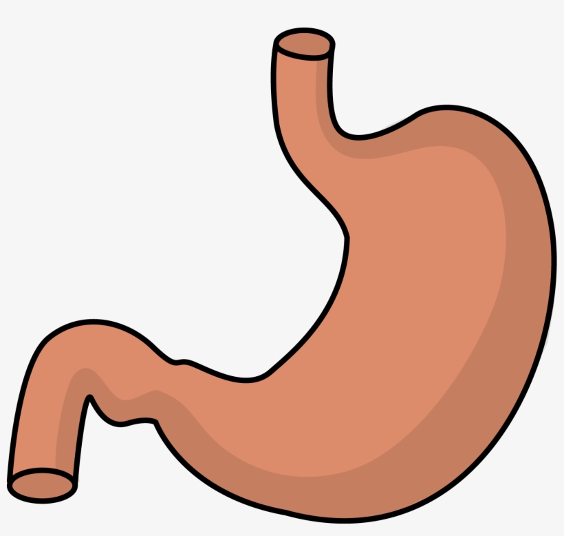 Body Systems At Getdrawings Com Free For - Stomach Clipart, transparent png #1442967