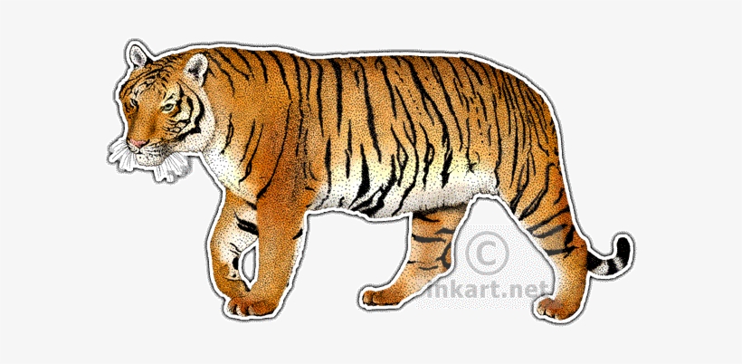Collection Of Drawing High Quality Free - Indochinese Tiger Rectangle Magnet, transparent png #1443736
