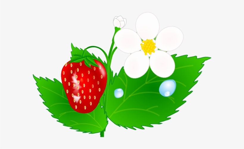 Strawberry Flower Jh Clip Art At Clipart - Strawberry Plant Clip Art, transparent png #1444062