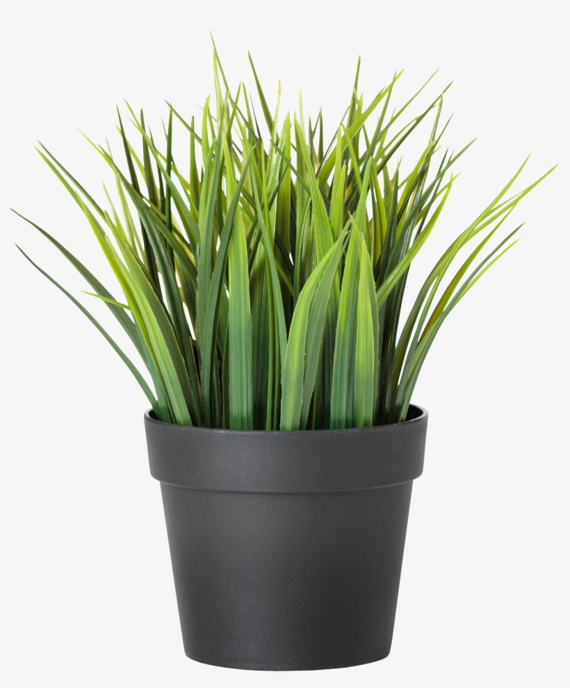 Potted Plants Clipart Transparent Background - Ikea Plant, transparent png #1444325