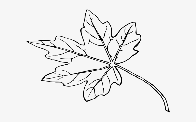 Fall Leaf Outline Png - Papaya Leaf Black And White, transparent png #1445811