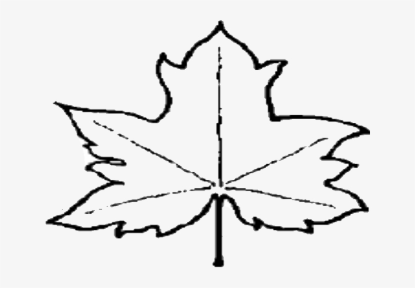 Leaf Outline Pictures Clipart Free To Use Clip Art - Leaf Outline Png File, transparent png #1445940