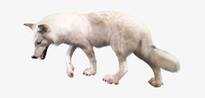 106 Arctic Wolf Clipart - Wolf With Clear Background, transparent png #1445969