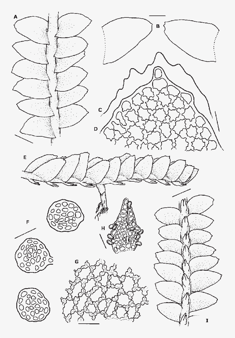 B - Leaves - C - Outline Of Leaf Apex, Showing Teeth - Leaf, transparent png #1445974