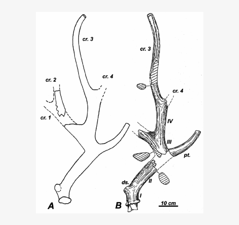 -right Antler Of Specimen Km388 - Antler, transparent png #1447150