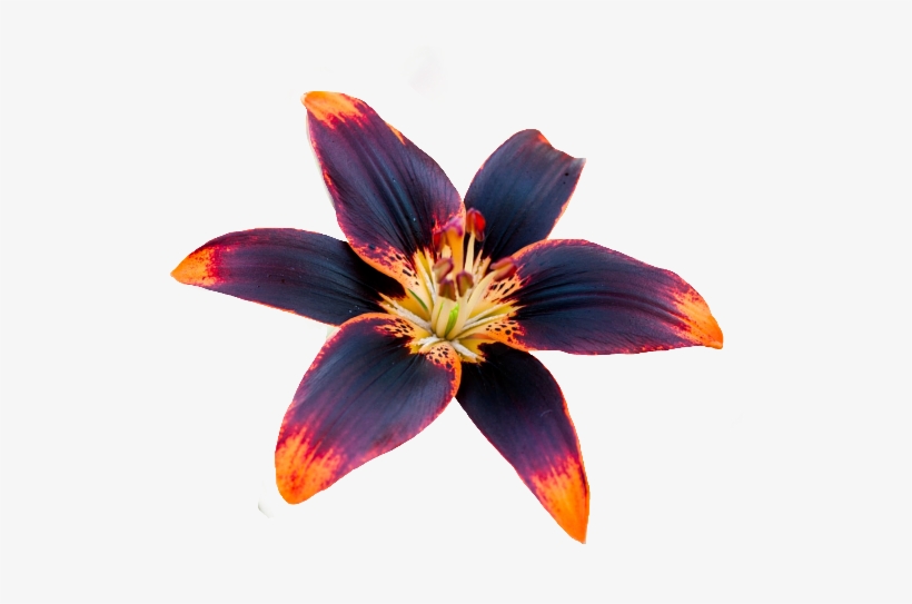 Iris, transparent png #1448228