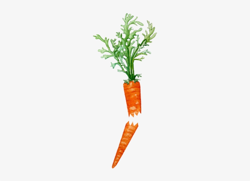 Carrots Png Stem - Broken Carrot, transparent png #1449862