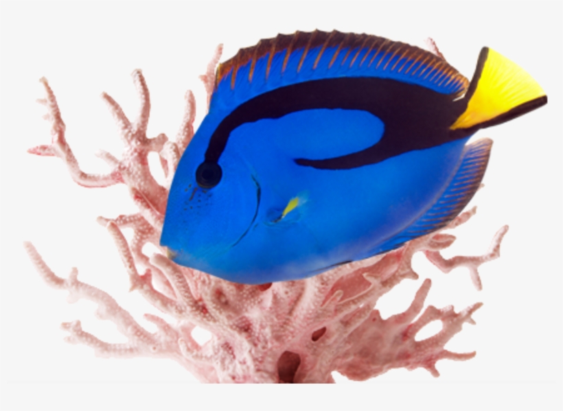 Our Beautiful Aquariums And Butterflies Also Create - Pink Coral, transparent png #1450189