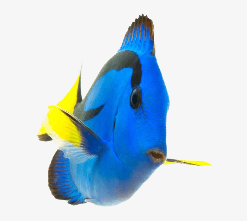 Fish - Coral Reef Fish Png, transparent png #1450243