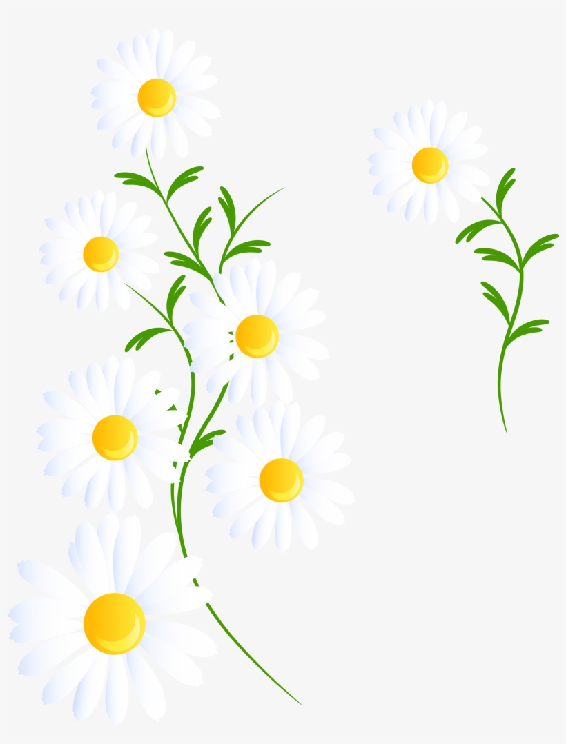 Transparent White Decoration Png - White Daisies Clipart Png, transparent png #1450506