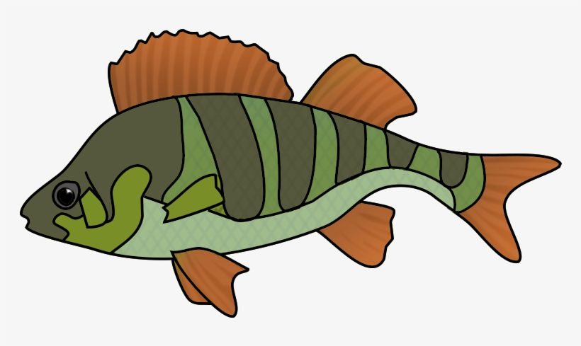 Collection Of School Of Tropical Fish Drawing High - Fish Drawing Png, transparent png #1450626