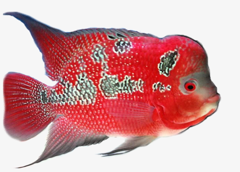 This Page Is Your Source For The Latest Phishing Attempts, transparent png #1450646