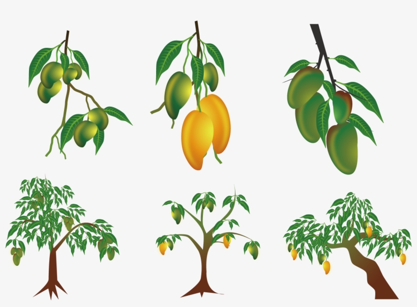 Mango Euclidean Vector Clip Art - Mango Tree Vector, transparent png #1451585
