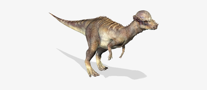Pachycephalosaurus - Pachycephalosaurus 3d, transparent png #1452423