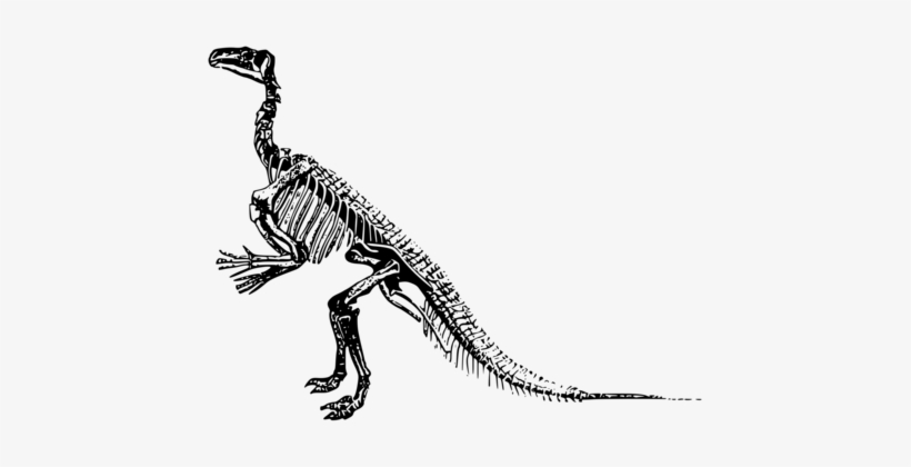Tyrannosaurus Dinosaur Stegosaurus Triceratops Fossil - Skeleton Of Dinosaur Clipart, transparent png #1452650