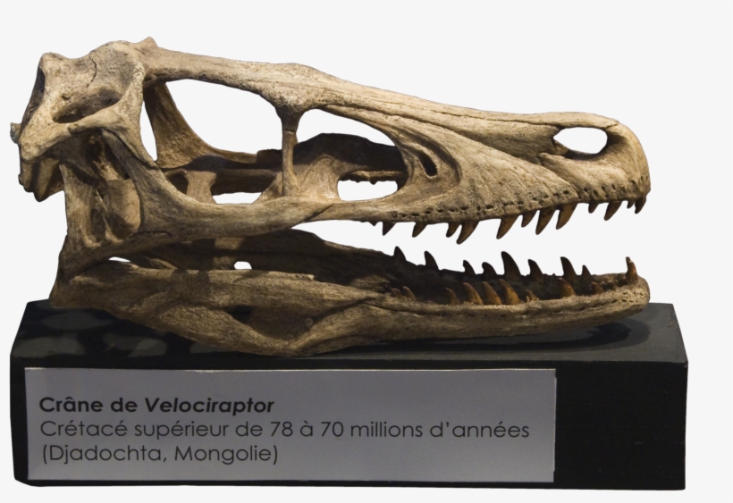 Velociraptor Skull Crâne - Velociraptor Skull, transparent png #1452698