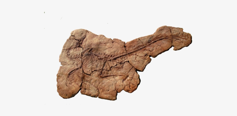 Velociraptor Skeleton For Sale At The Prehistoric Store - Velociraptor, transparent png #1453191
